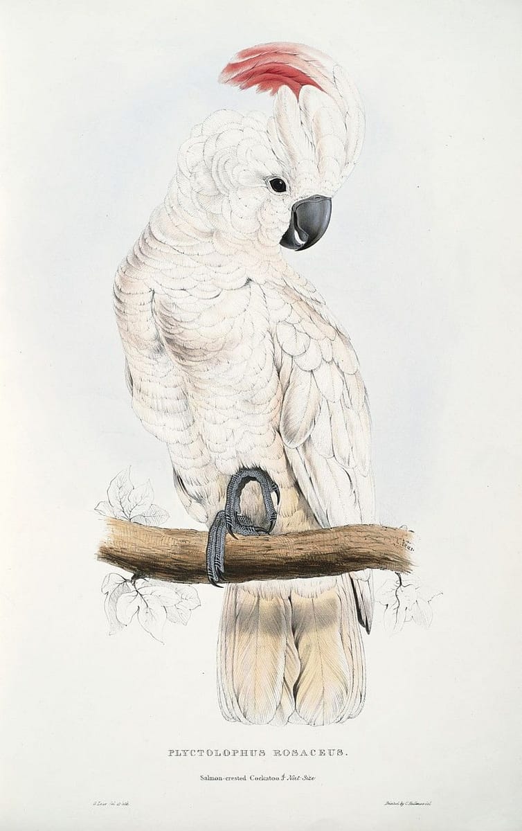 Artwork Title: Salmon-crested Cockatoo, Cacatua moluccensis (ant. Plyctolophus rosaceus)