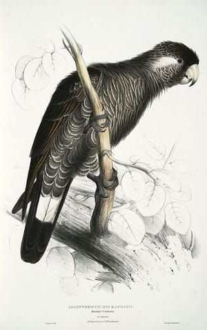 Artwork Title: (Long-billed Black Cockatoo / Baudin's Cockatoo)  Calyptorhynchus Baudinii