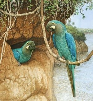 Artwork Title: Glaucous macaw (Anodorhynchus glaucus)