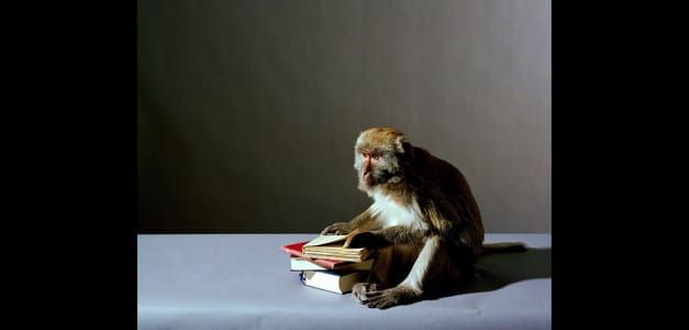 Artwork Title: Portrait of a Monkey wit Books