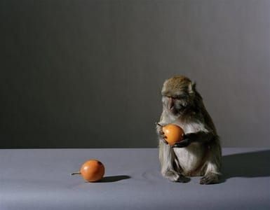 Artwork Title: Portrait of a Monkey with Fruit