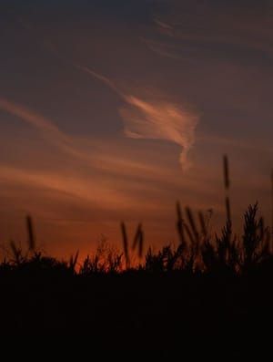 Artwork Title: Untitled