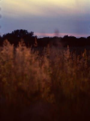 Artwork Title: Untitled