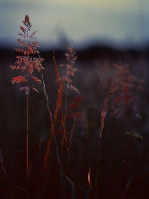 Artwork Title: Untitled