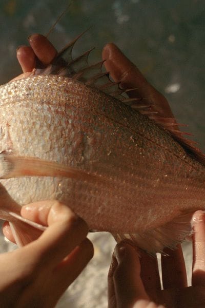 Artwork Title: undefined