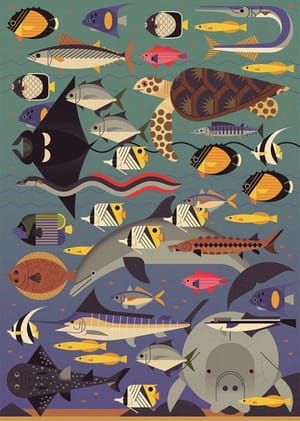Artwork Title: Sir Bani Yas / Zayed's Island Underwater Fauna