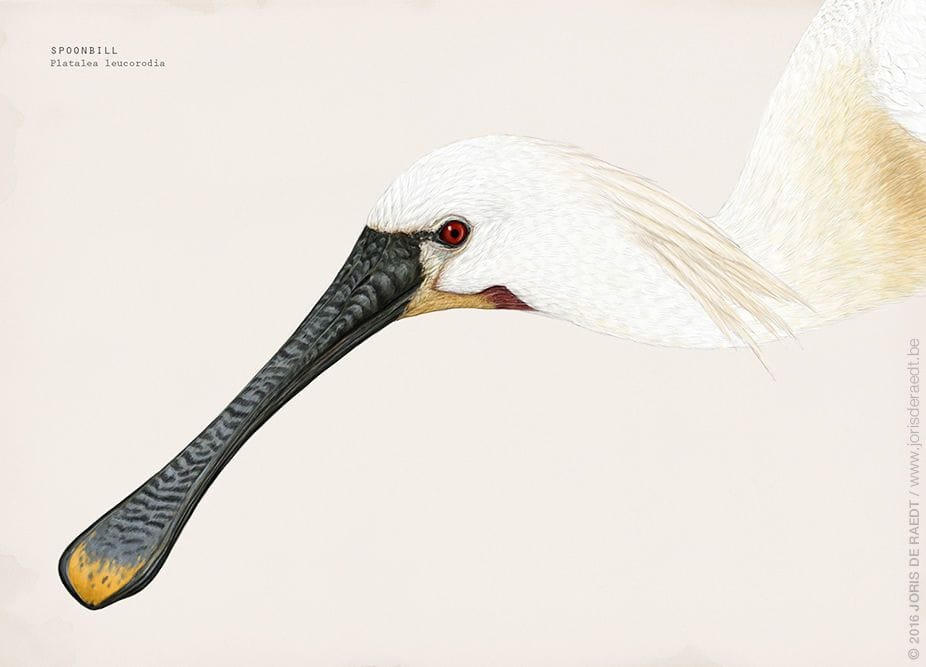 Artwork Title: Spoonbill