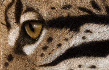 Artwork Title: Ocelot (Leopardus pardalis)