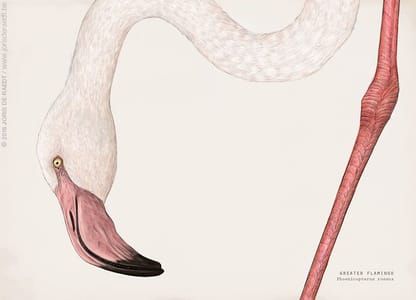 Artwork Title: Greater Flamingo