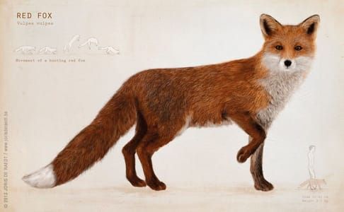 Artwork Title: Red Fox