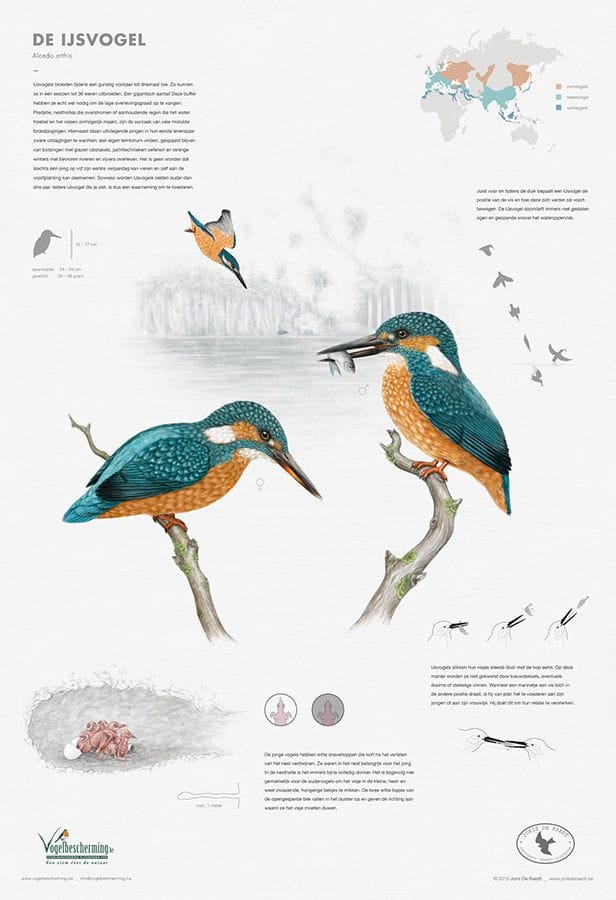 Artwork Title: Kingfisher (Alcedo atthis)