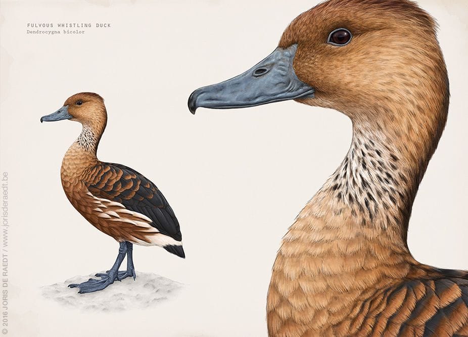 Artwork Title: Fulvous Whistling Duck