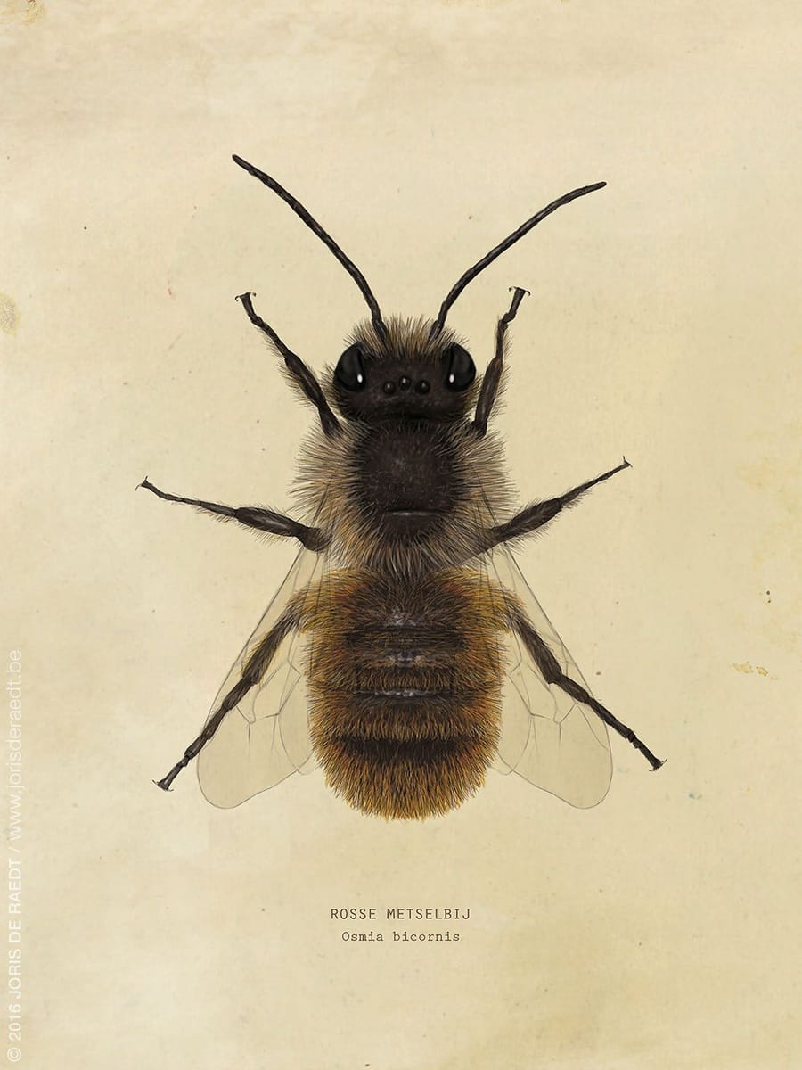 Artwork Title: Red Mason Bee (Osmia bicornis)