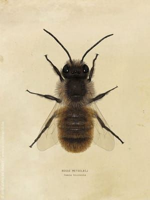 Artwork Title: Red Mason Bee (Osmia bicornis)