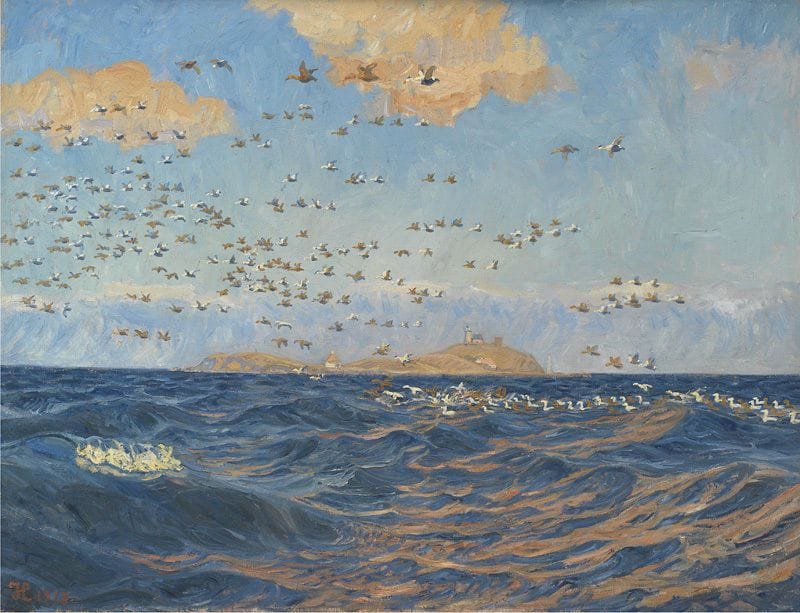 Artwork Title: A Flock of Eider near reef, Sprogo
