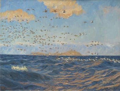 Artwork Title: A Flock of Eider near reef, Sprogo