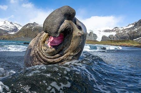 Artwork Title: Elephant Seal has a good big laugh