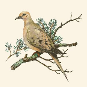 Artwork Title: Mourning Dove