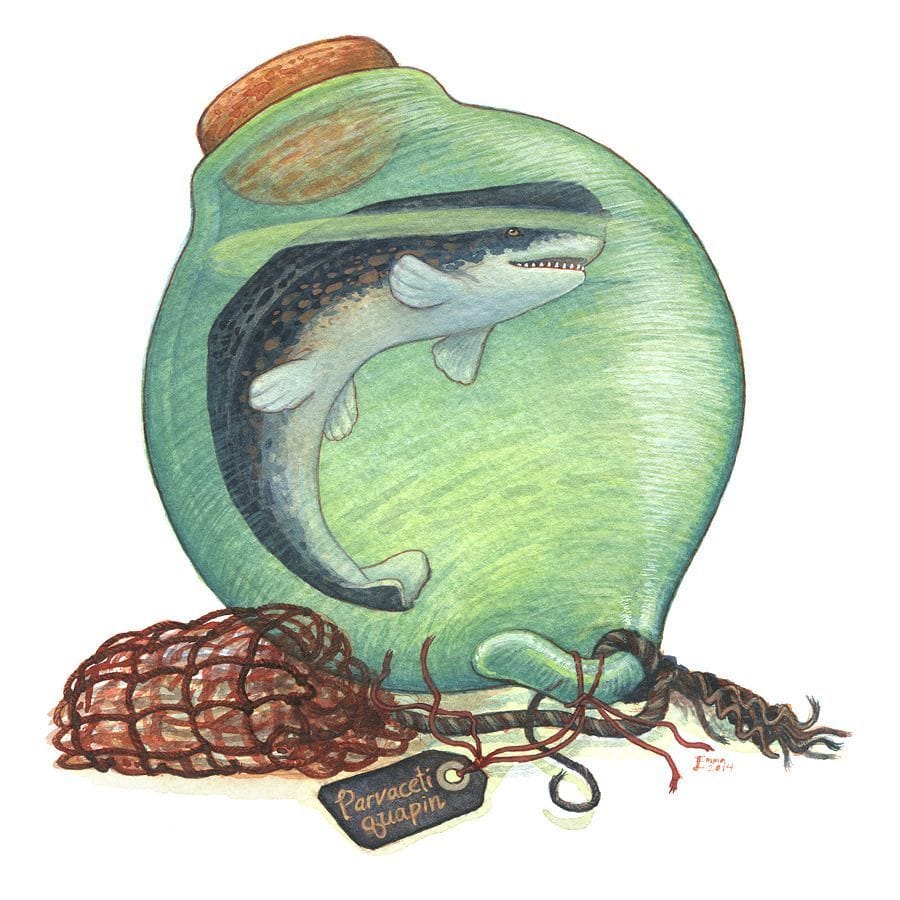 Artwork Title: Parvaceti quapin