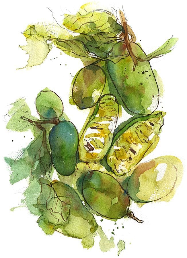 Artwork Title: Pawpaws