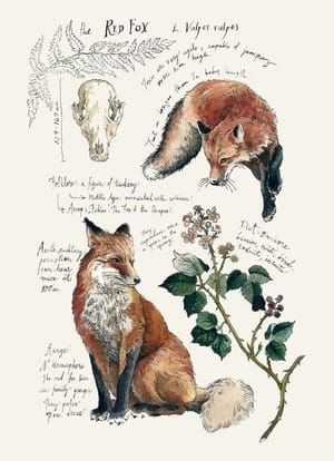 Artwork Title: Red Fox Study