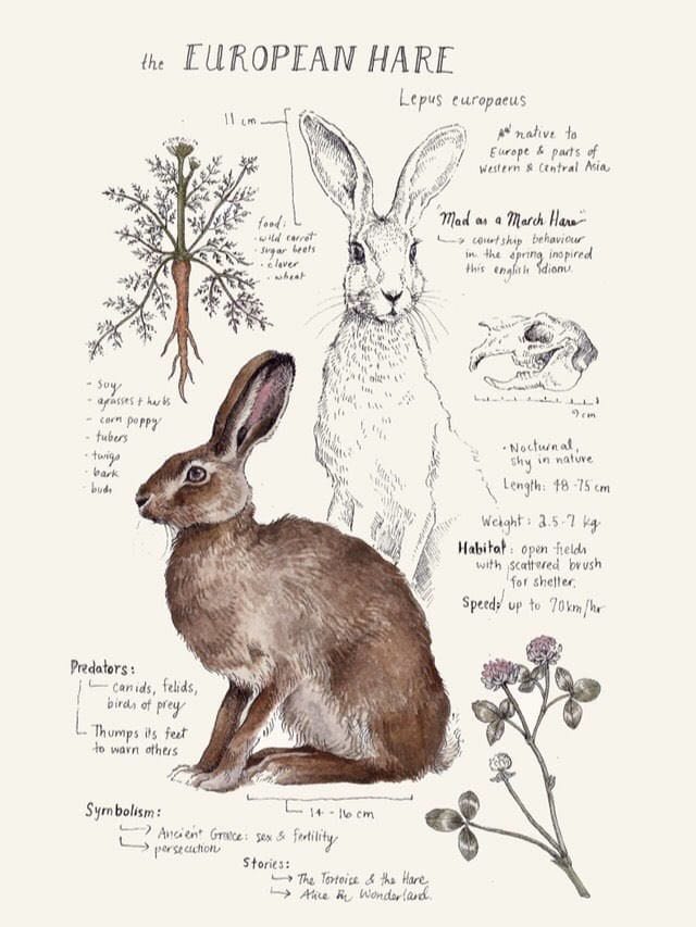 Artwork Title: European Hare Study