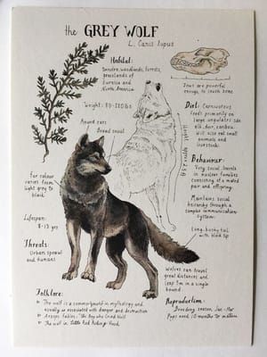 Artwork Title: Grey Wolf Study