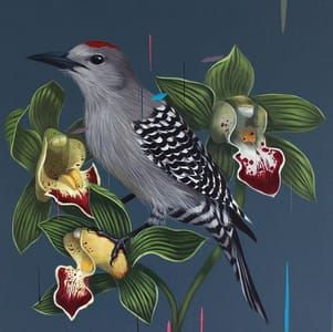 Artwork Title: Gila Woodpecker and Cymbidium