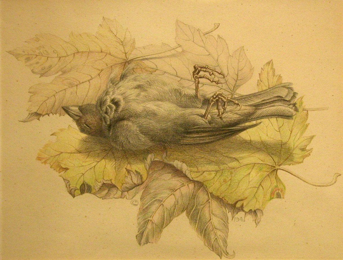 Artwork Title: Dood musje (Dead Sparrow)