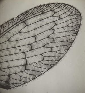 Artwork Title: Wing of a lacewing
