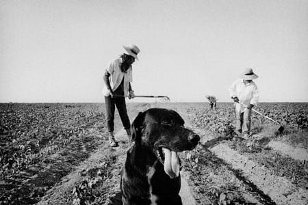 Artwork Title: Weeding cotton. Allensworth, California