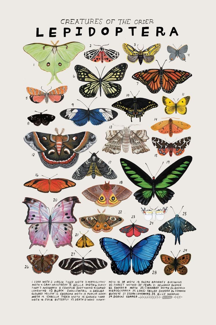 Artwork Title: Creatures of the Order Lepidoptera