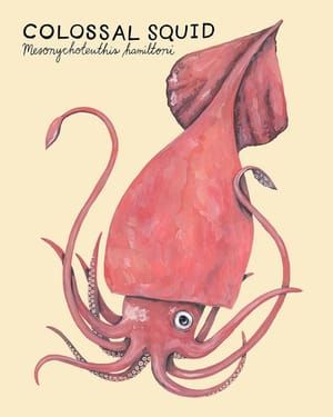 Artwork Title: Colossal Squid