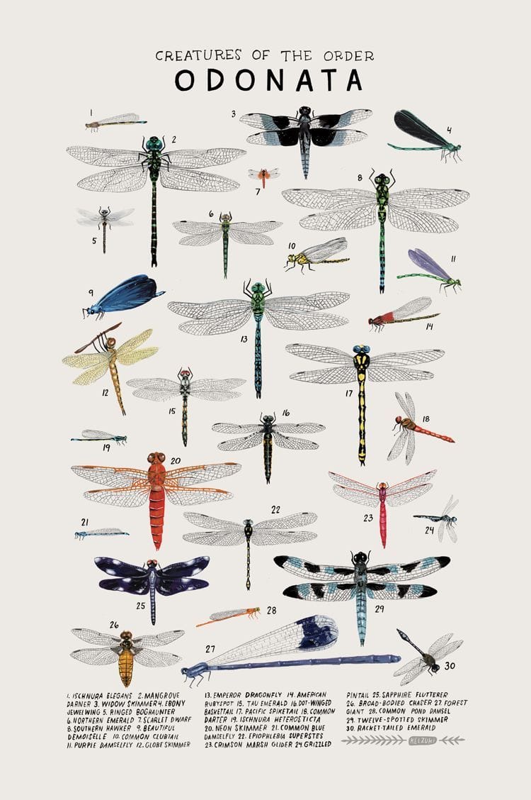 Artwork Title: Creatures of the Order Odonata
