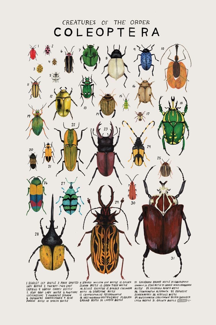 Artwork Title: Creatures of the Order Coleoptera