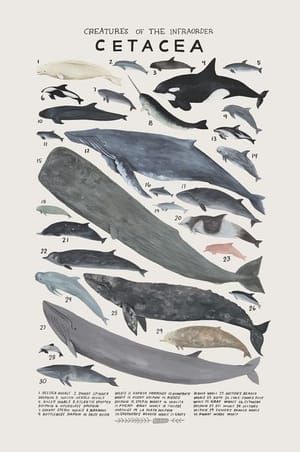 Artwork Title: Creatures of the Order Cetacea