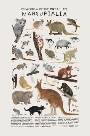 Artwork Title: Creatures of the Order Marsupiala
