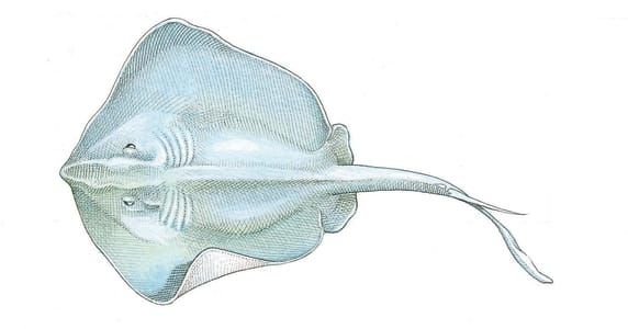 Artwork Title: Southern Stingray