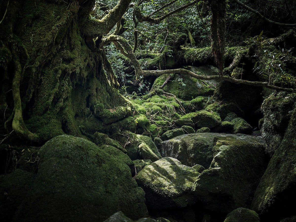 Artwork Title: Yakushima - The Forest Spirit