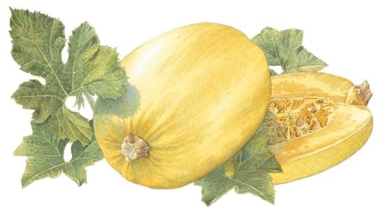 Artwork Title: Spaghetti Squash