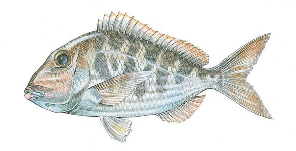 Artwork Title: Jolthead Porgy