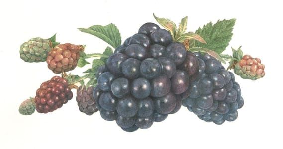 Artwork Title: Early Summer Blackberries