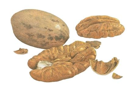 Artwork Title: Southern Pecans