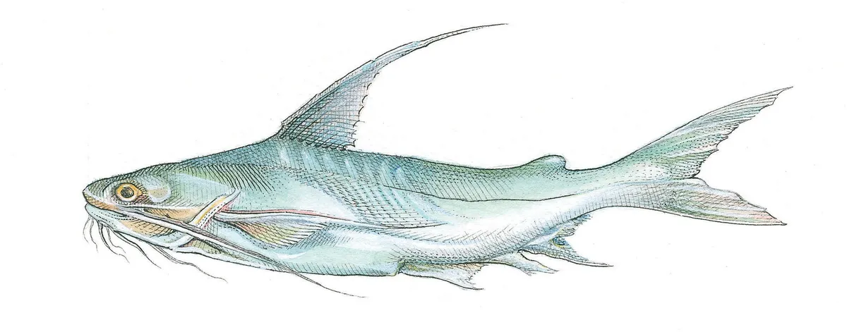 gafftopsail catfish