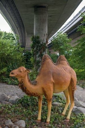 Artwork Title: A Camel In Schwamendingen