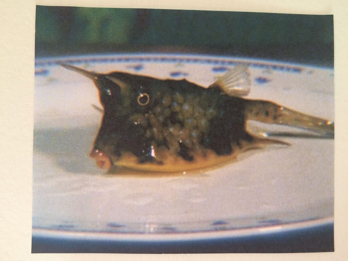 Artwork Title: undefined