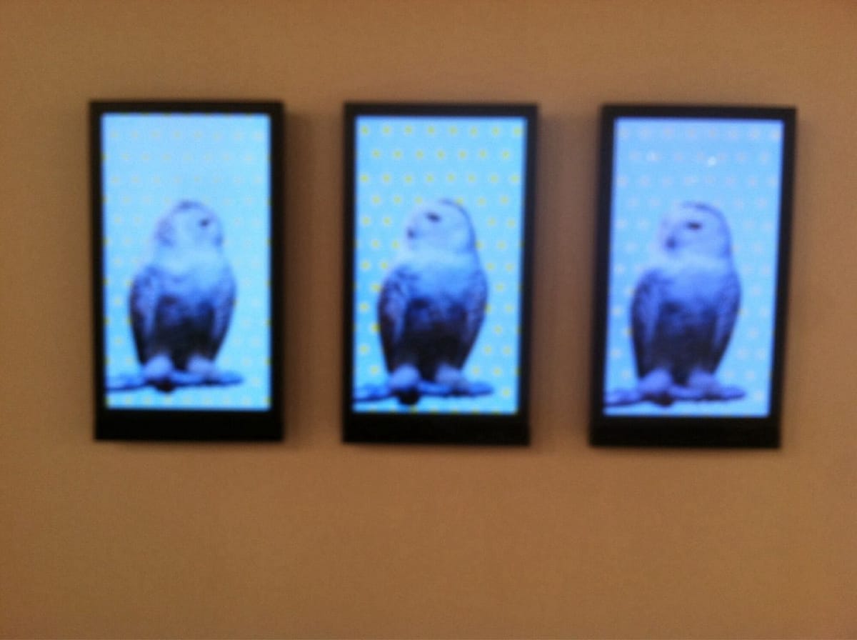 Artwork Title: Snow Owls