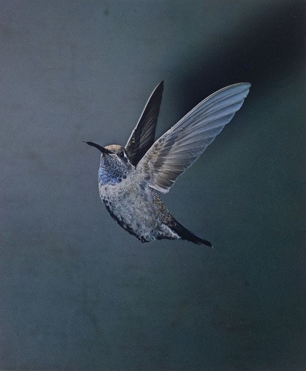 Artwork Title: Blue-Throated Hummingbird
