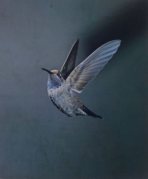 Artwork Title: Blue-Throated Hummingbird