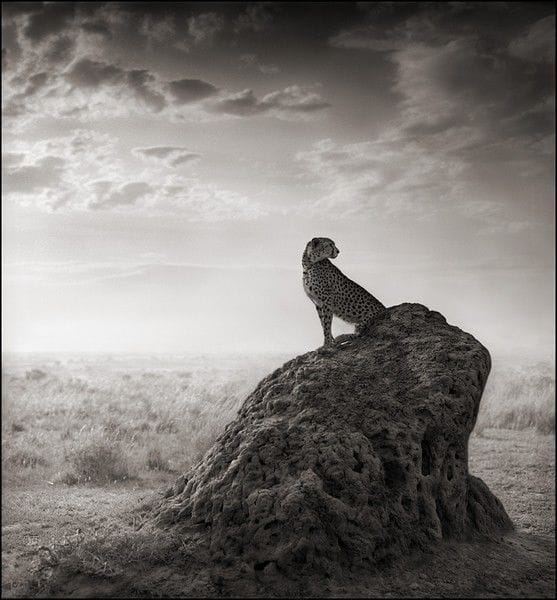 Artwork Title: Cheetah on Termite Mound
